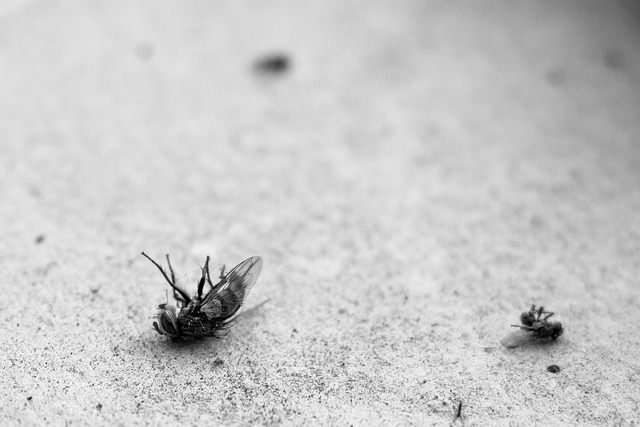 5 Common Spring Pests & How to Keep Them Out for Good