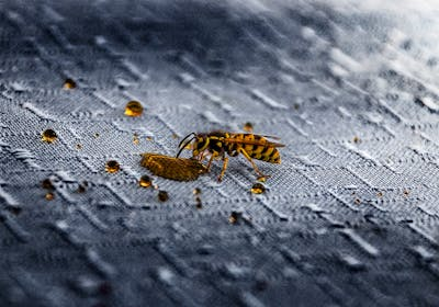 5 Expert Tips to Prevent Spring Pest Problems Now