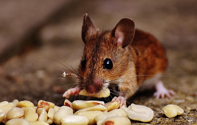 How to Keep Mice Out of Your Home for Good